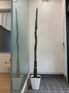 NK-Design Cactus